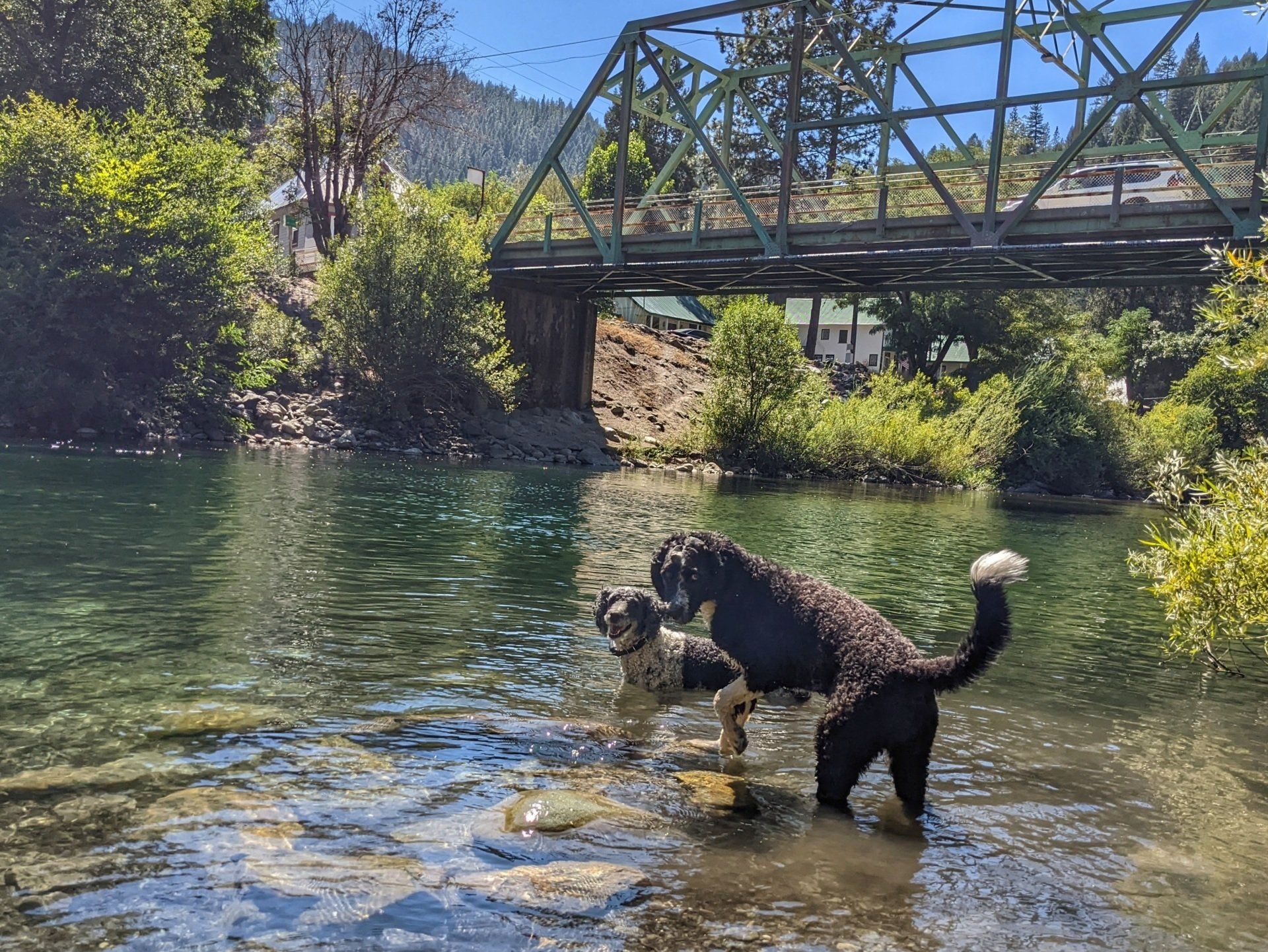 Two dogs are playing in a river under a bridge.