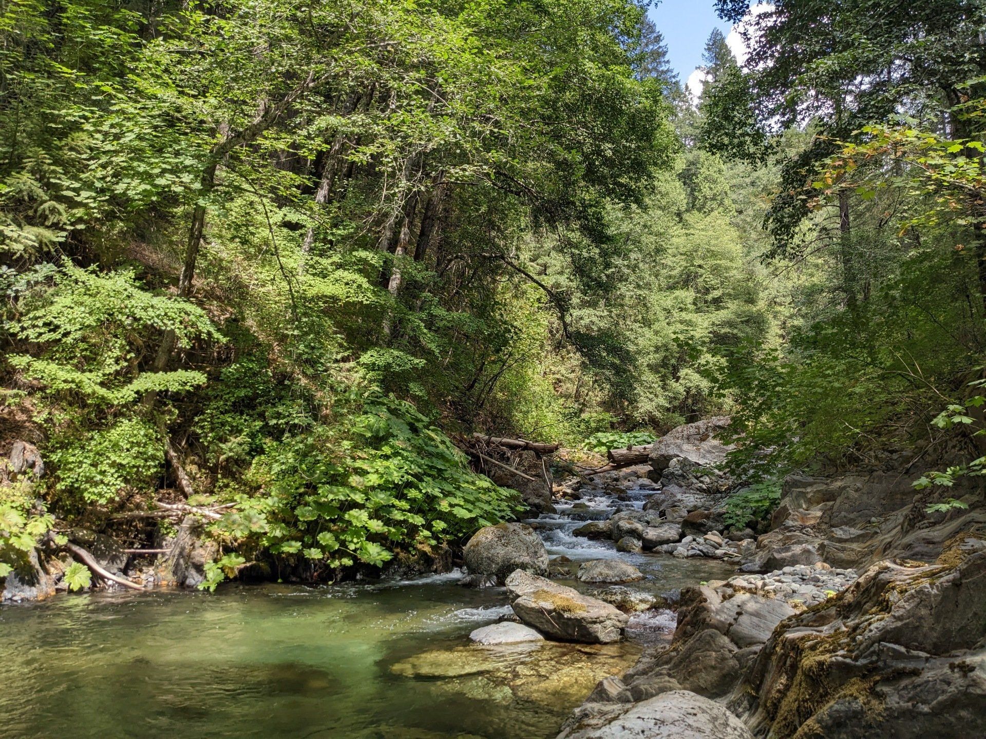 A river flowing through a lush green forest surrounded by trees and rocks.
