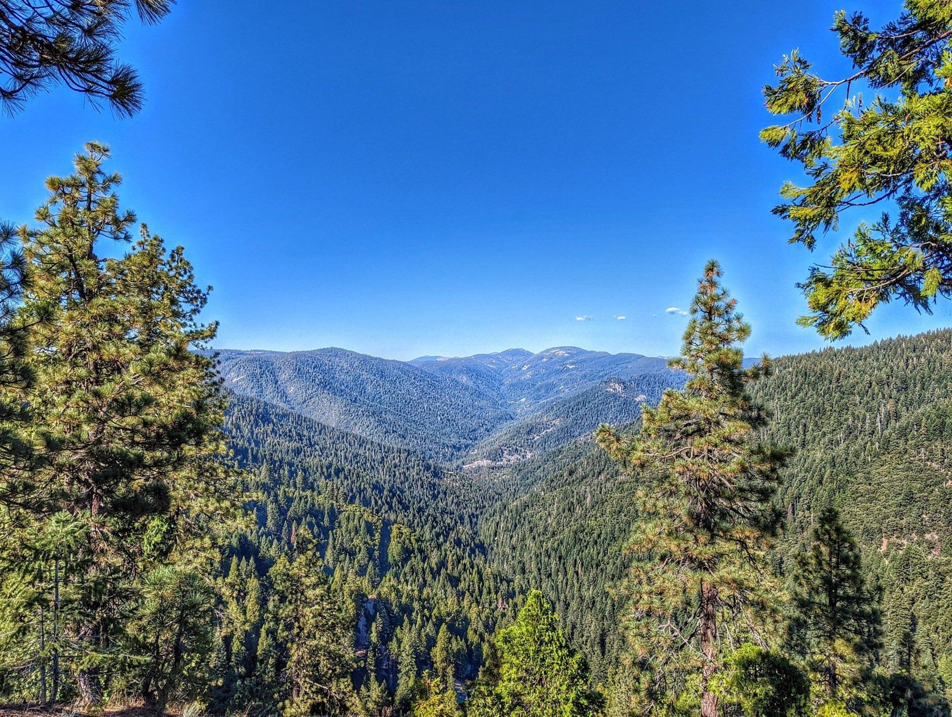 A view of a forest with mountains in the background on a sunny day.