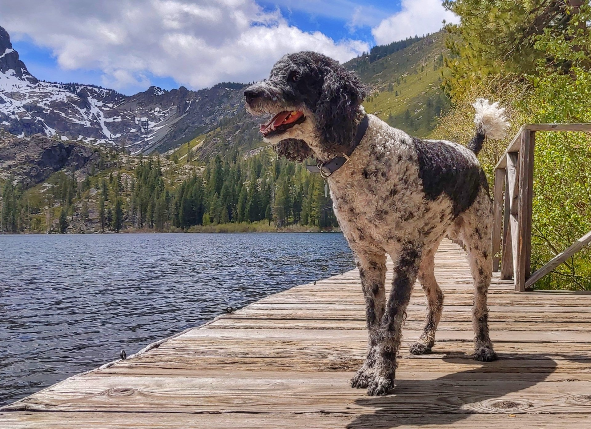 A black and white dog is standing on a dock near a lake.