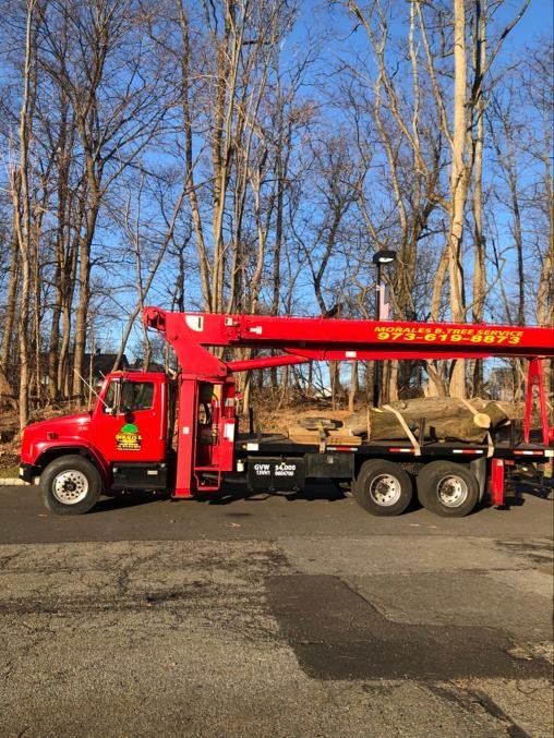 Stump and Tree Removal in Fairview, NJ | Morales Brothers Tree Service, LLC