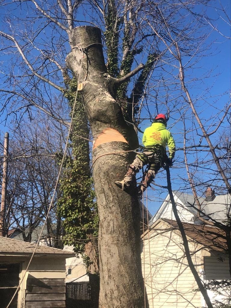 Tree Cabling and Bracing in Fairview, NJ | Morales Brothers Tree Service, LLC