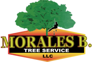 Tree Service in Fairview, NJ | Morales Brothers Tree Service, LLC