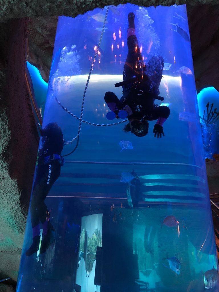 A scuba diver is hanging upside down in an aquarium