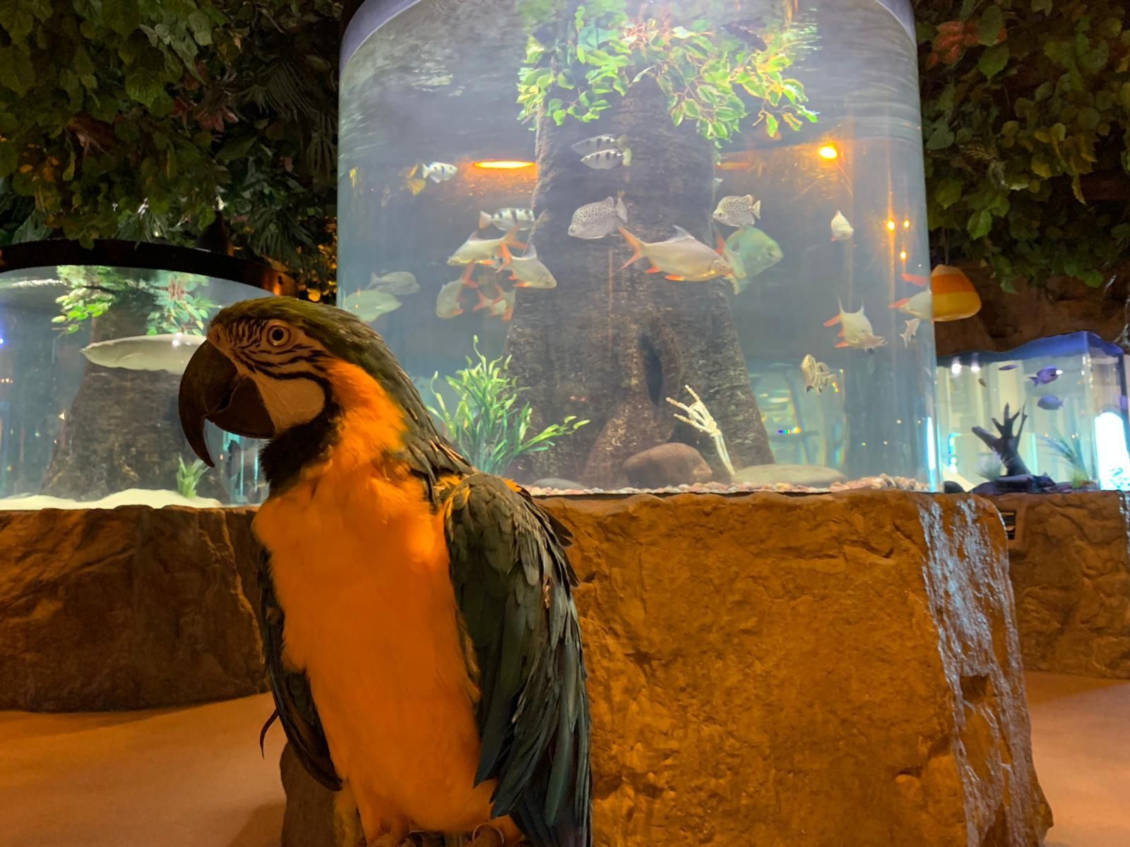 parrot aquarium kemah