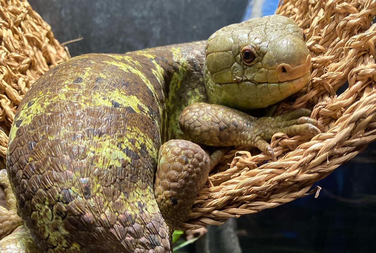 lizard aquarium kemah