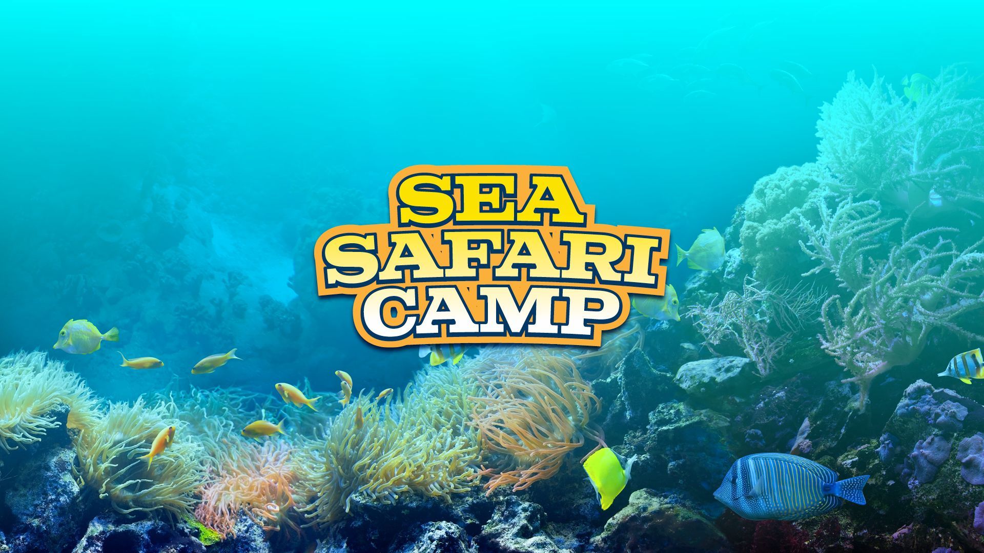 sea safari camp aquarium