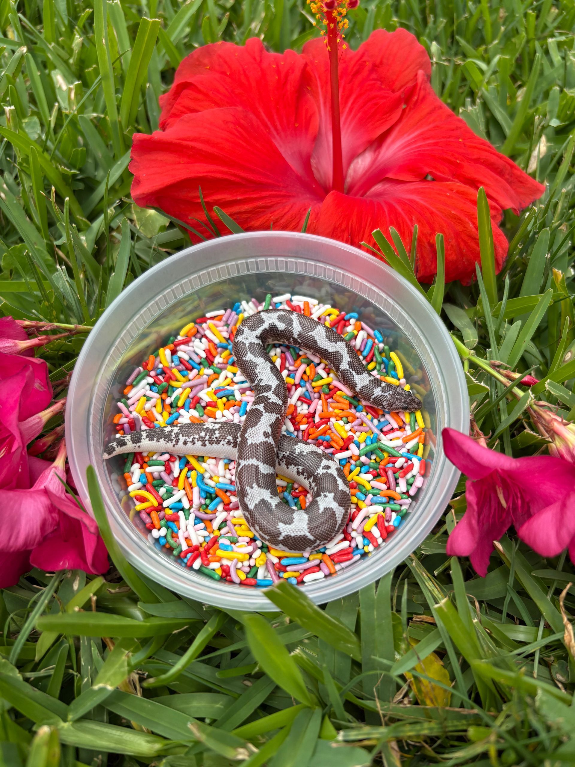 A gray and white snake in a bowl of sprinkles, with red hibiscus flowers, on grass.