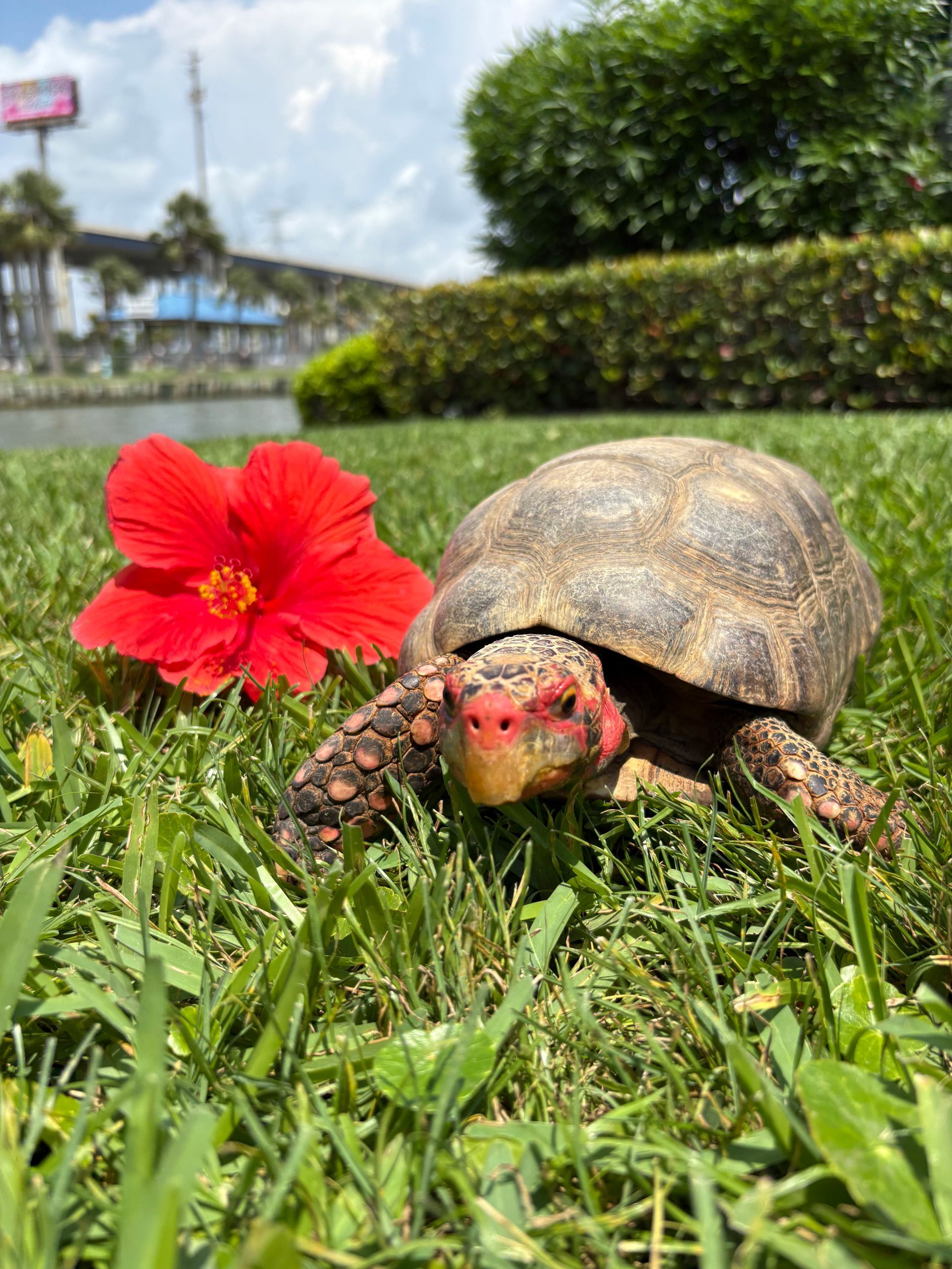 Tortoise with red face and flower in grass.