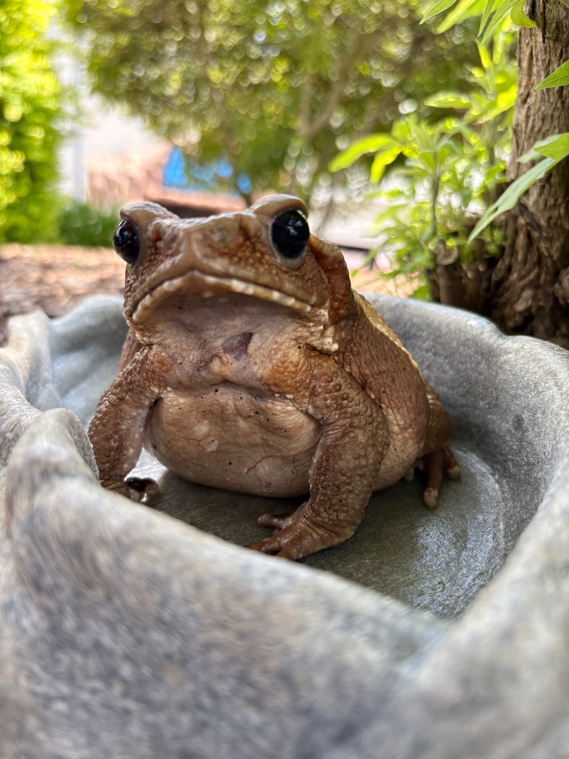 Brown toad in a stone-colored bowl with a blurred green background.