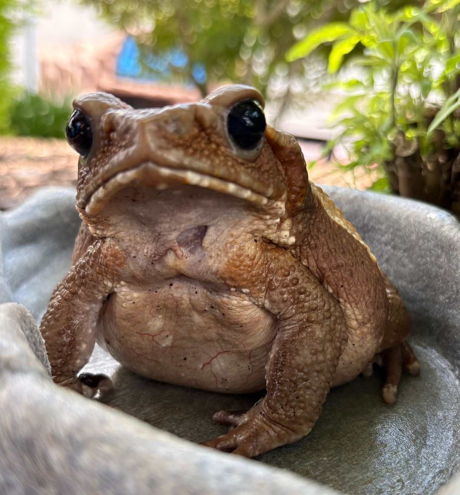 Blue-tongued skink with red flower in grass, bridge in the background.