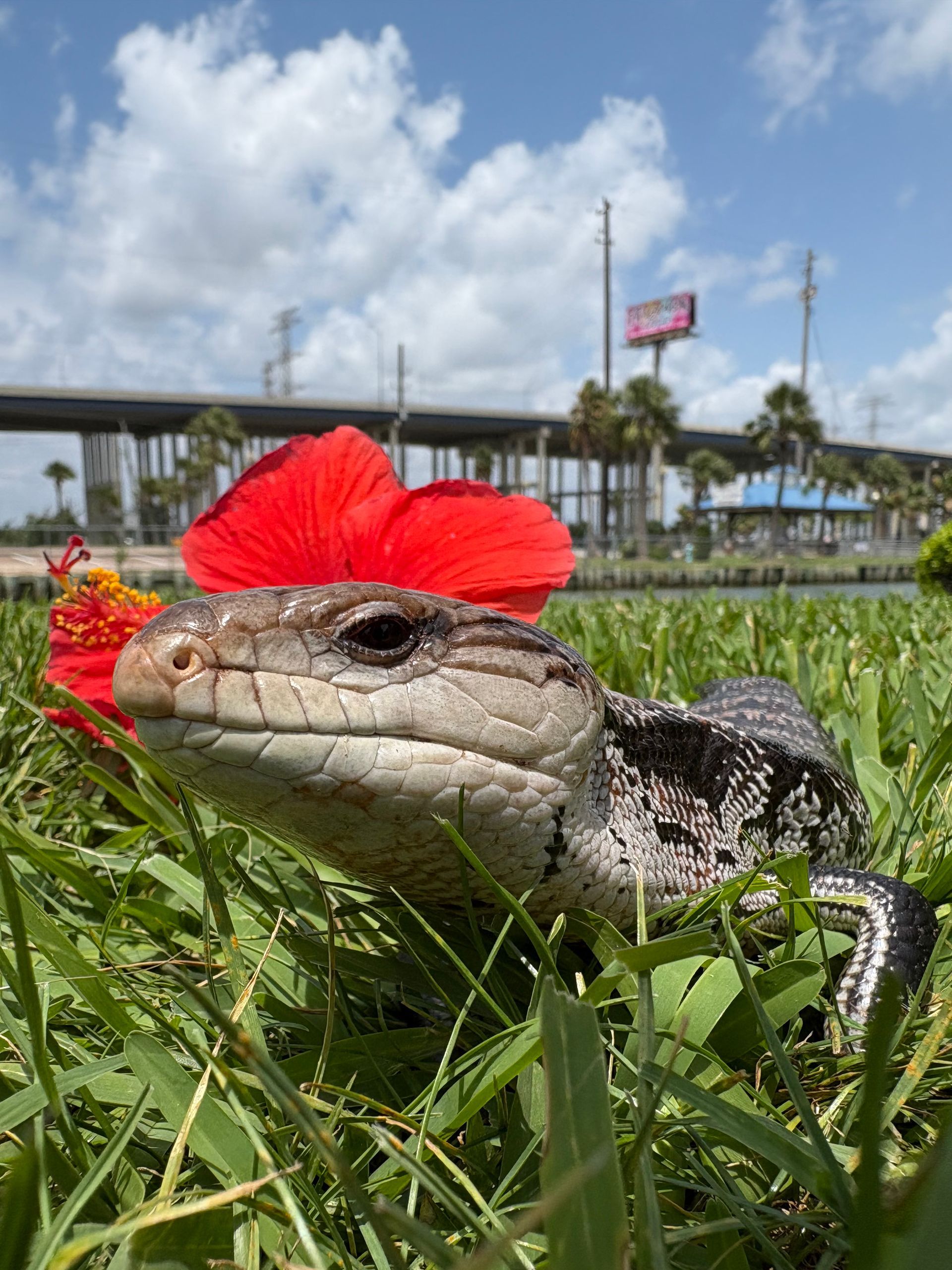 Blue-tongued skink lizard in green grass with a red flower, under a blue sky with bridge and signs.