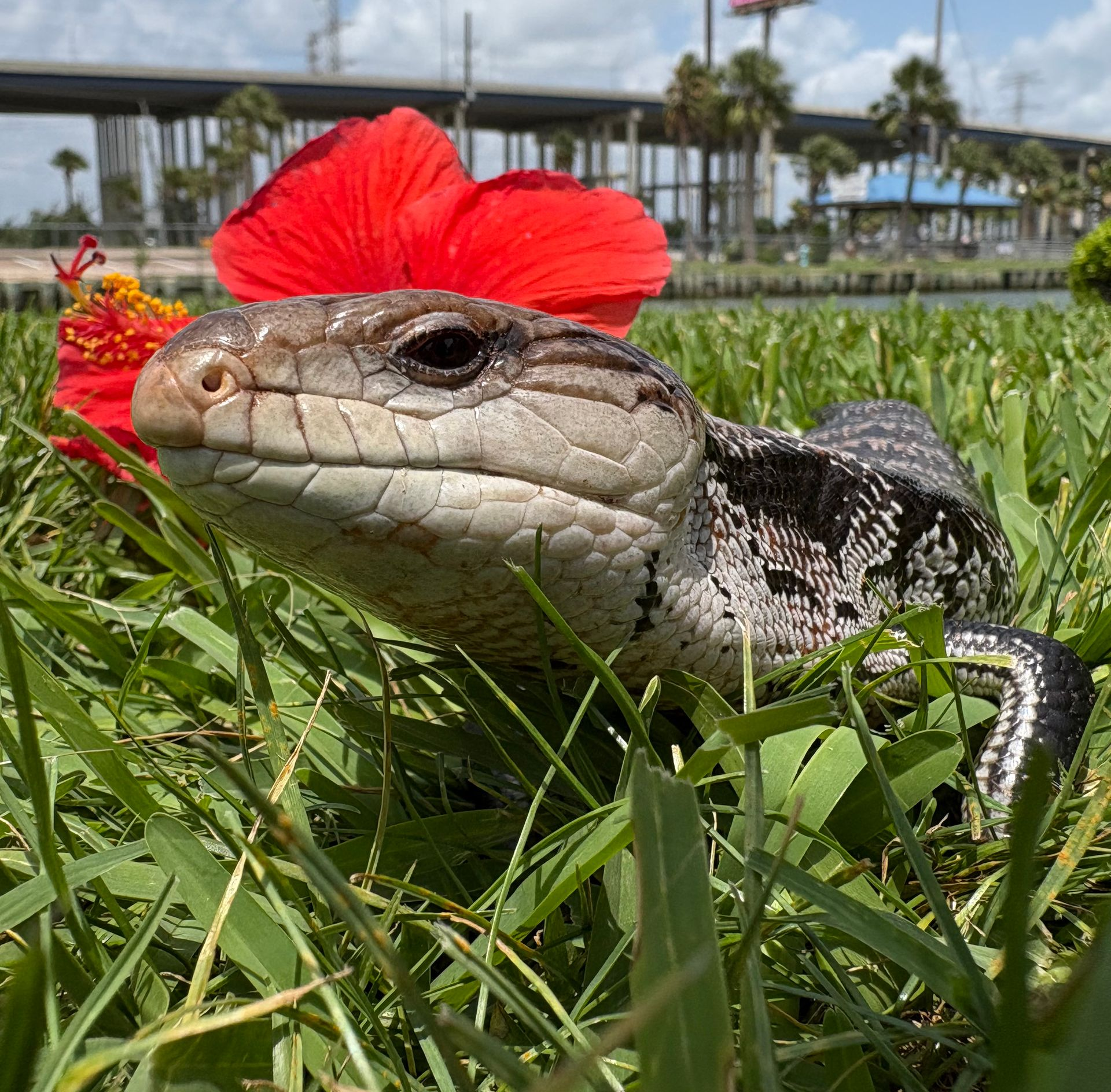 Blue-tongued skink with red flower in grass, bridge in the background.