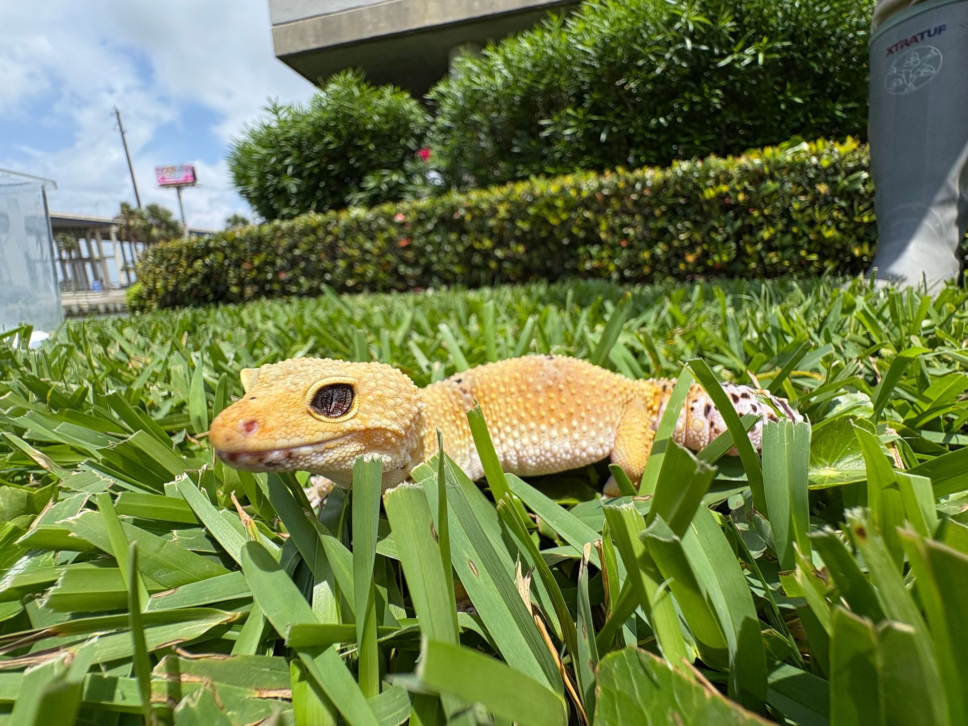 Yellow gecko in green grass, sunlit outdoor scene, building in background.