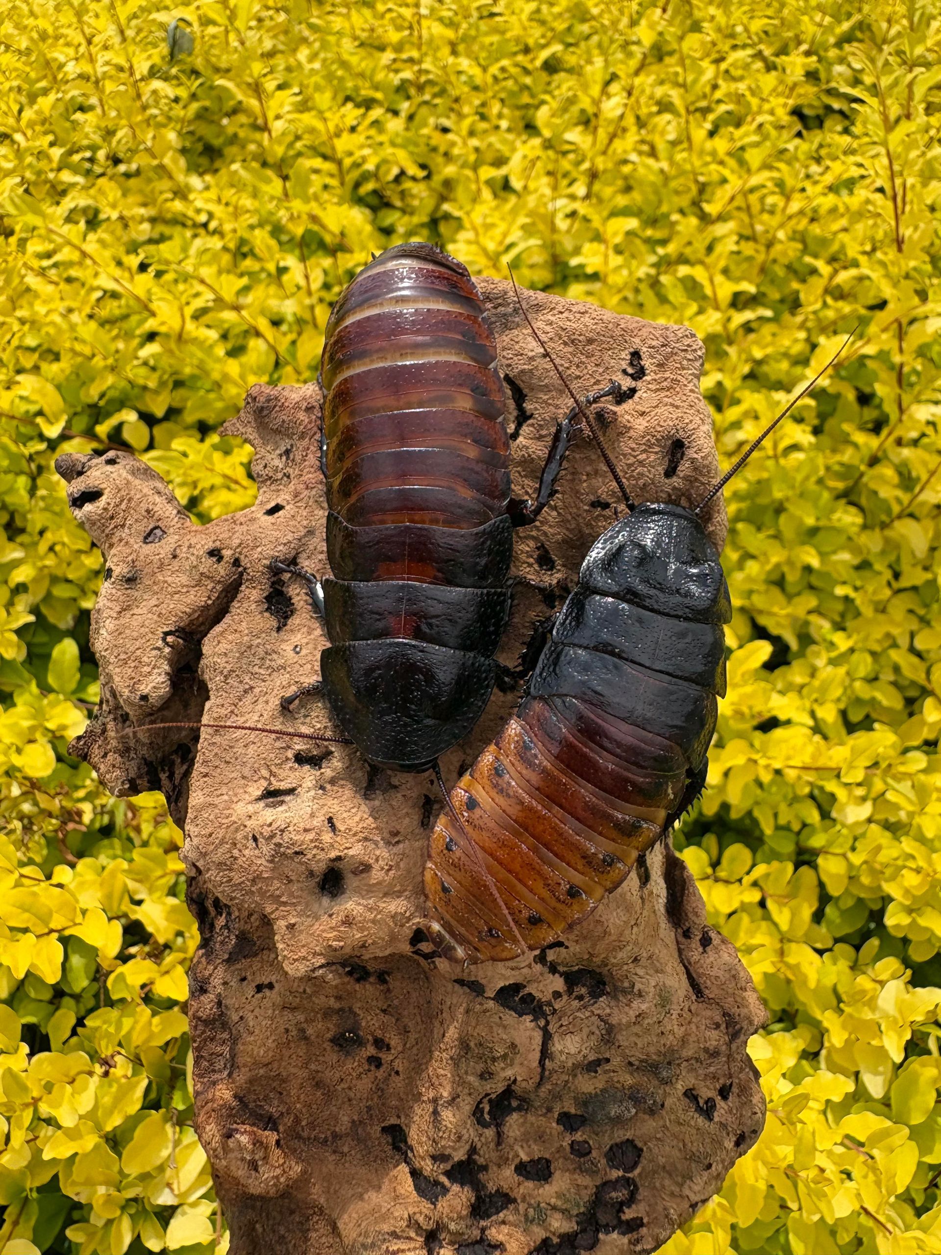 Blue-tongued skink with red flower in grass, bridge in the background.