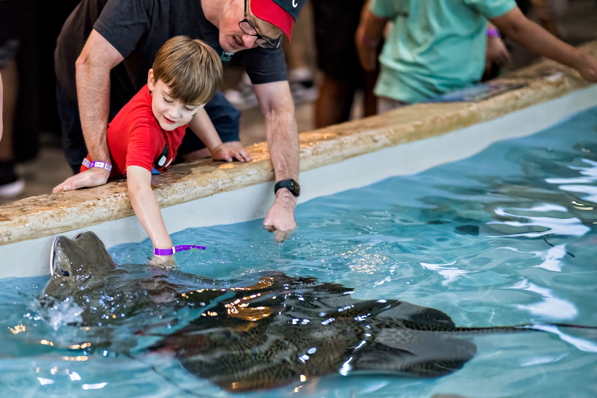 Boy in red shirt and man touch stingrays in a shallow pool at an aquarium.