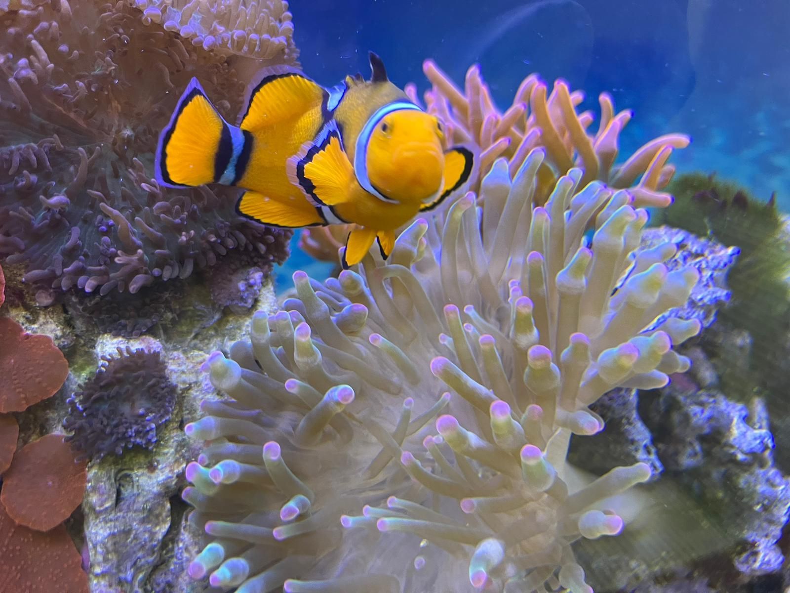 A bright orange clownfish with black-outlined white stripes swims above a light-colored sea anemone in an aquarium.