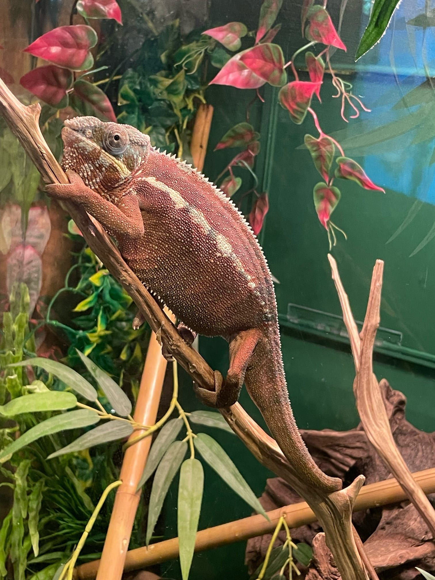 chameleon aquarium kemah