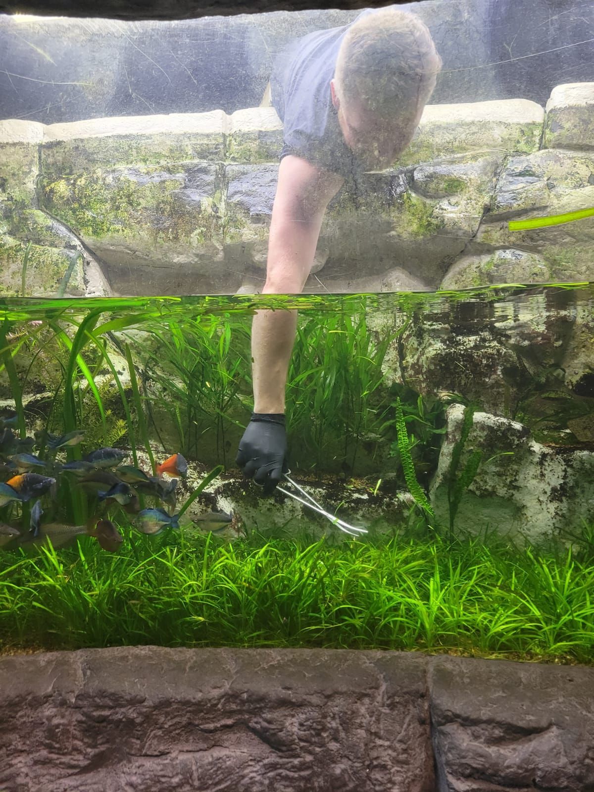 A man is cleaning an aquarium with a pair of scissors