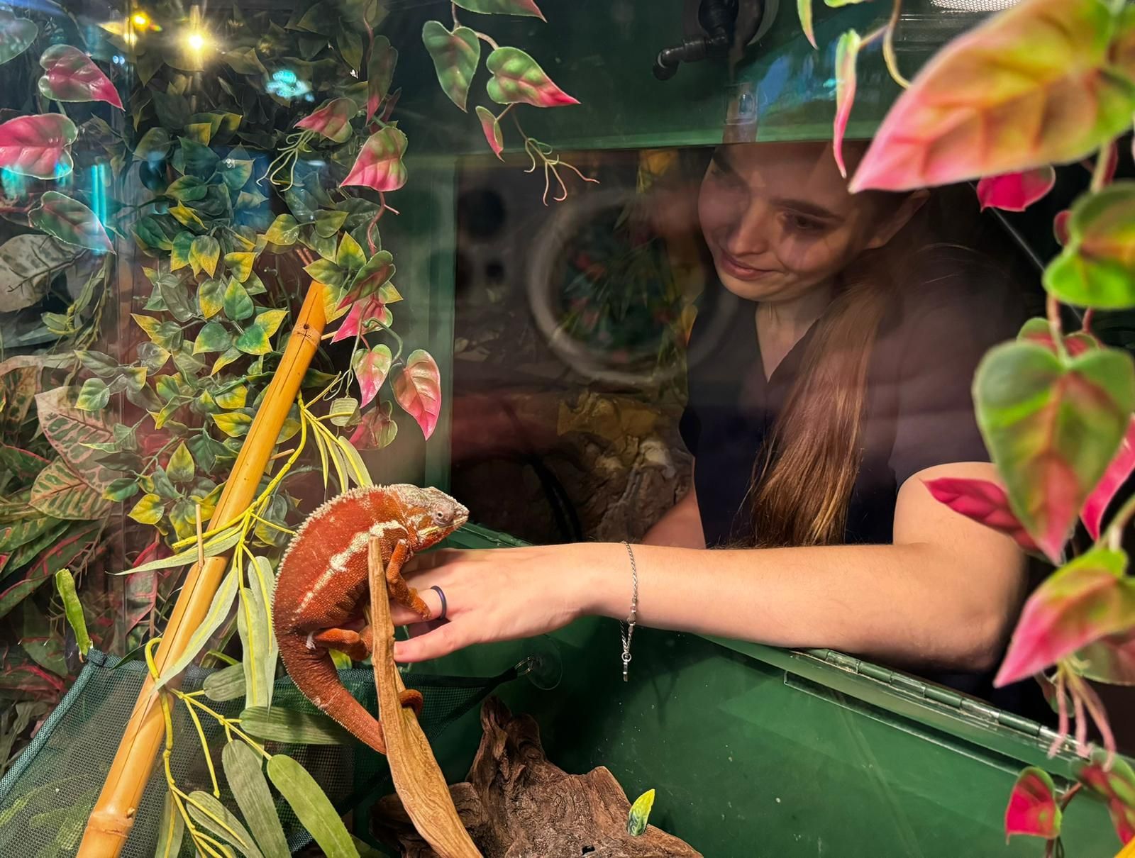A person gazes through glass into a terrarium, reaching out to touch a vibrant orange chameleon perched on a branch.