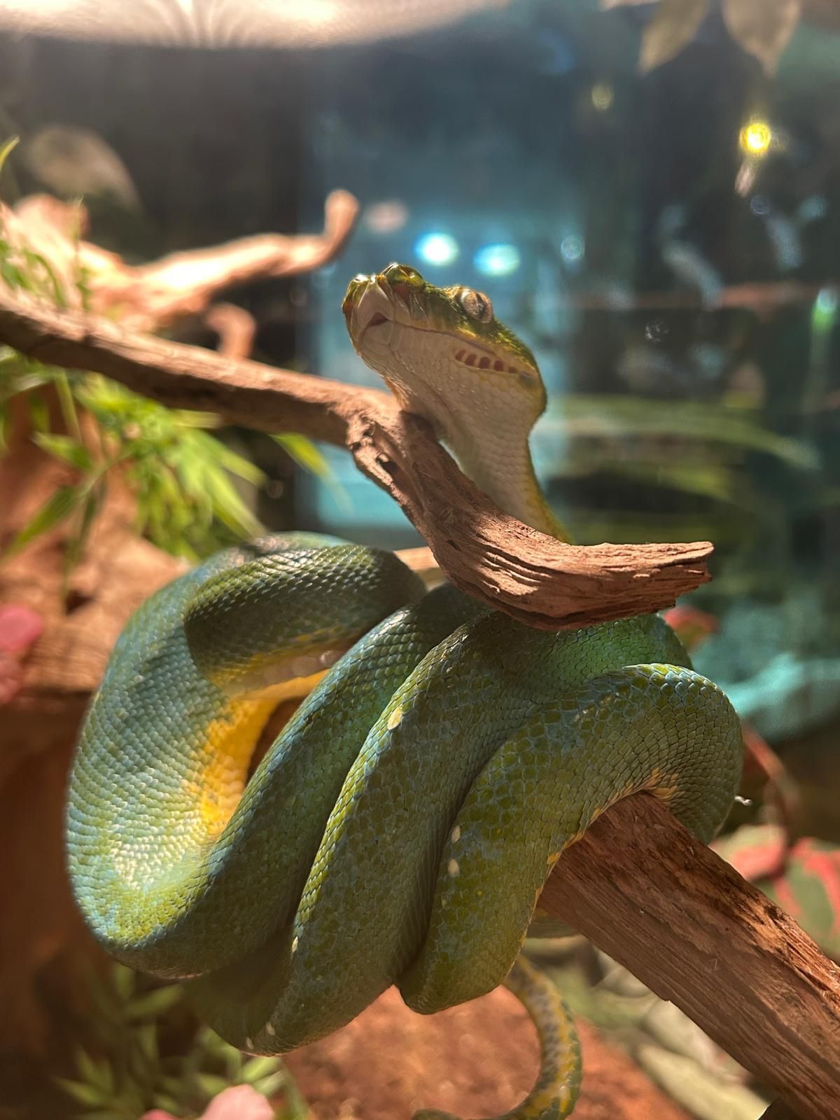 green snake on a branch