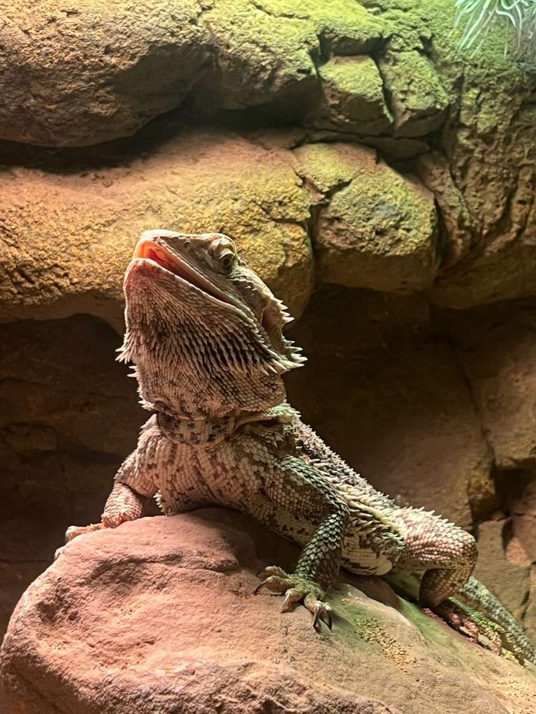 A stingray is swimming in the water and looking at the camera.