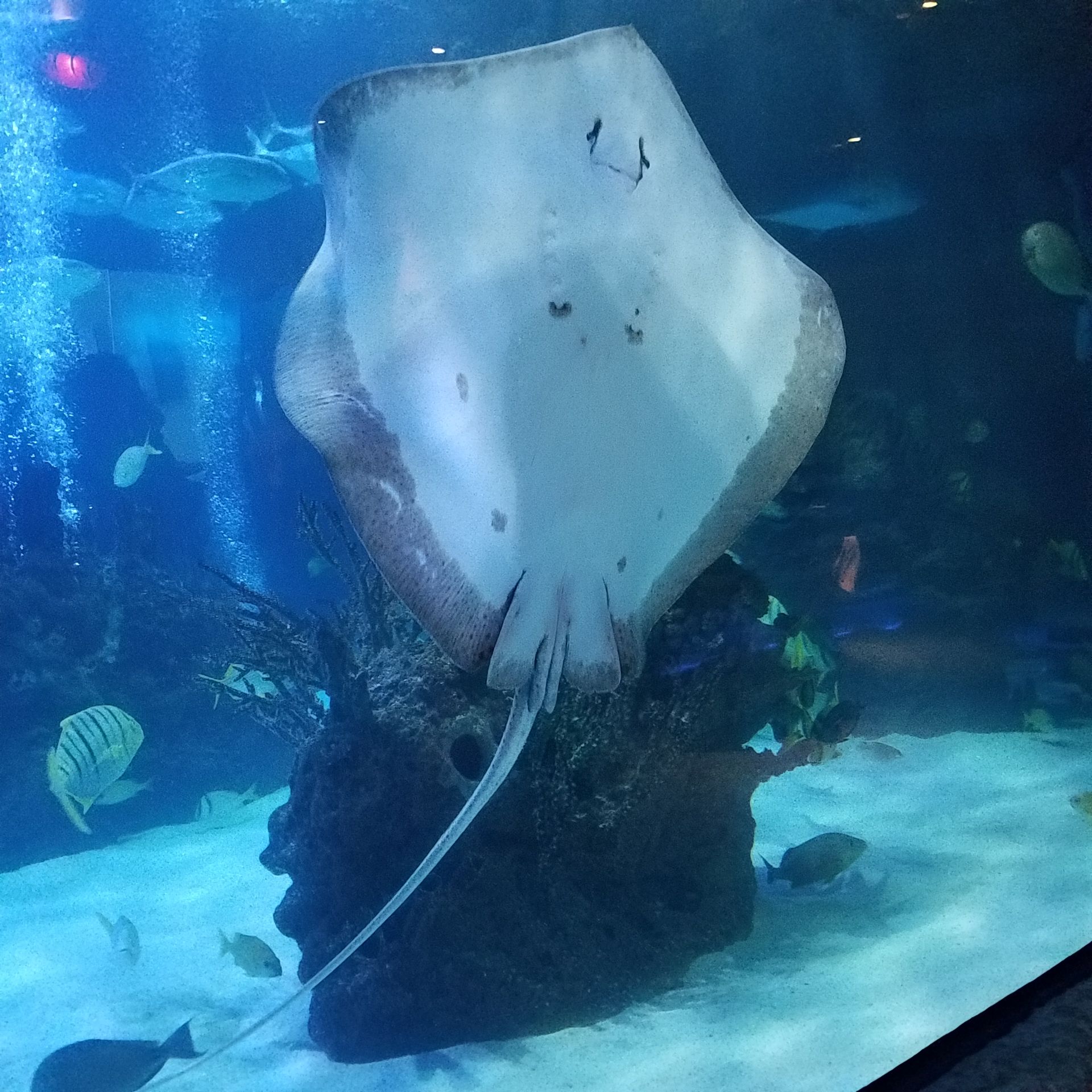 A large stingray swims underwater in turquoise water, with a long tether attached.