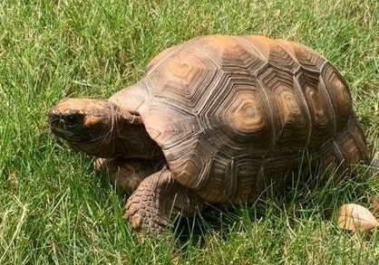 yellow footed tortoise dijon