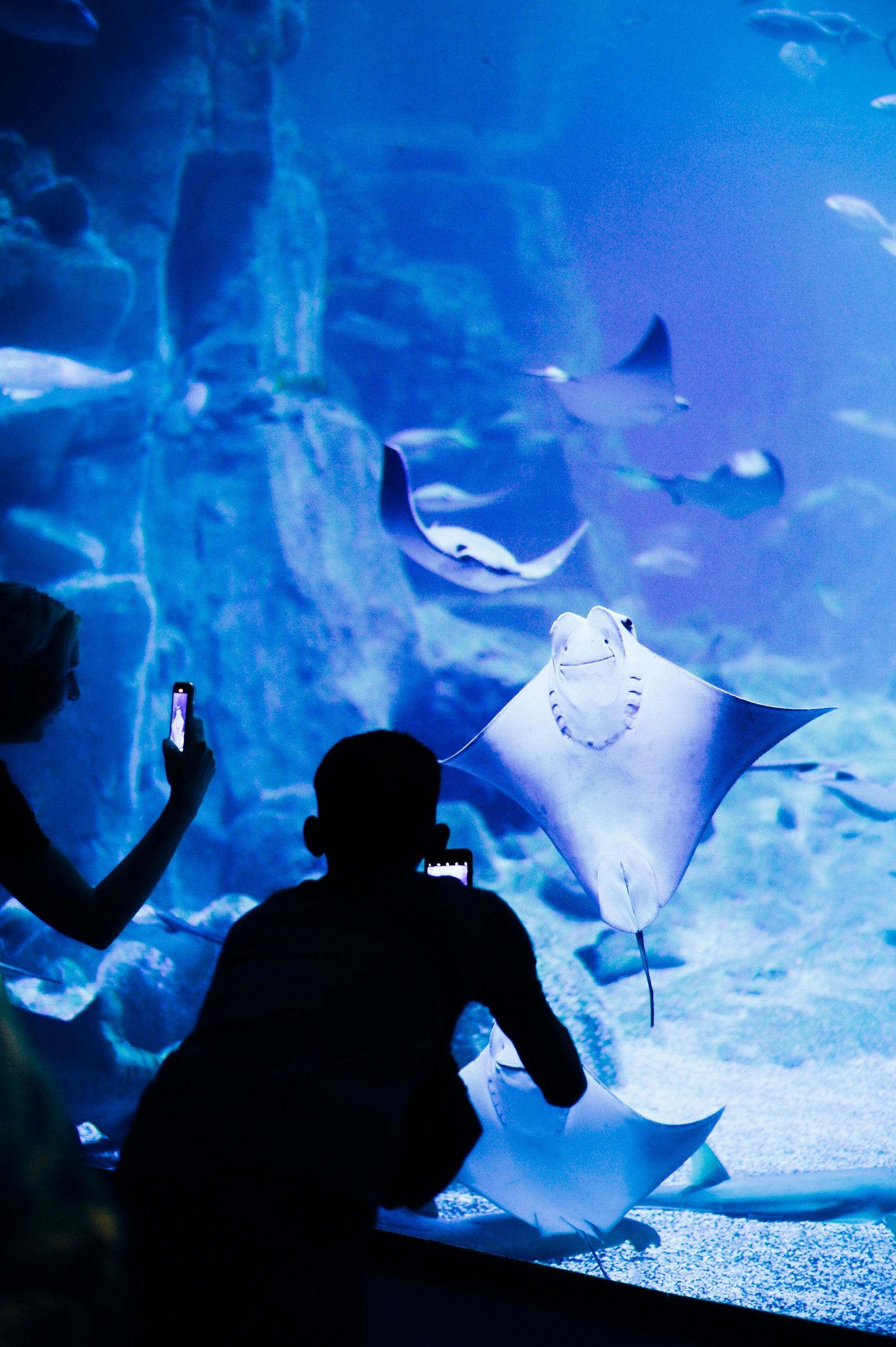 People watching stingrays in an aquarium tank. Silhouettes, blue water, and various fish.