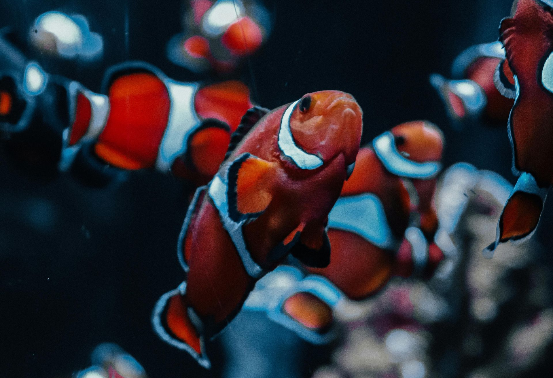 orange and white stripe fish
