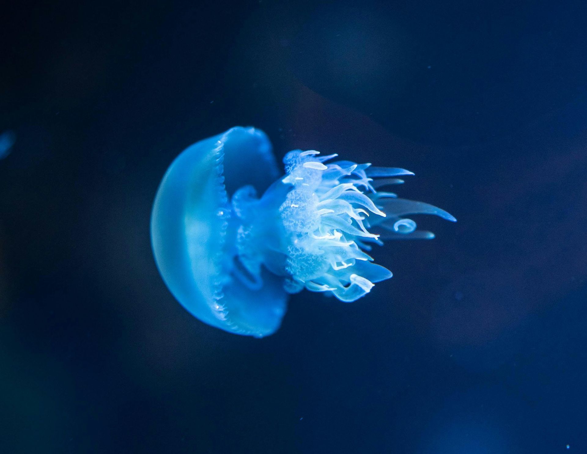 jelly fish under water