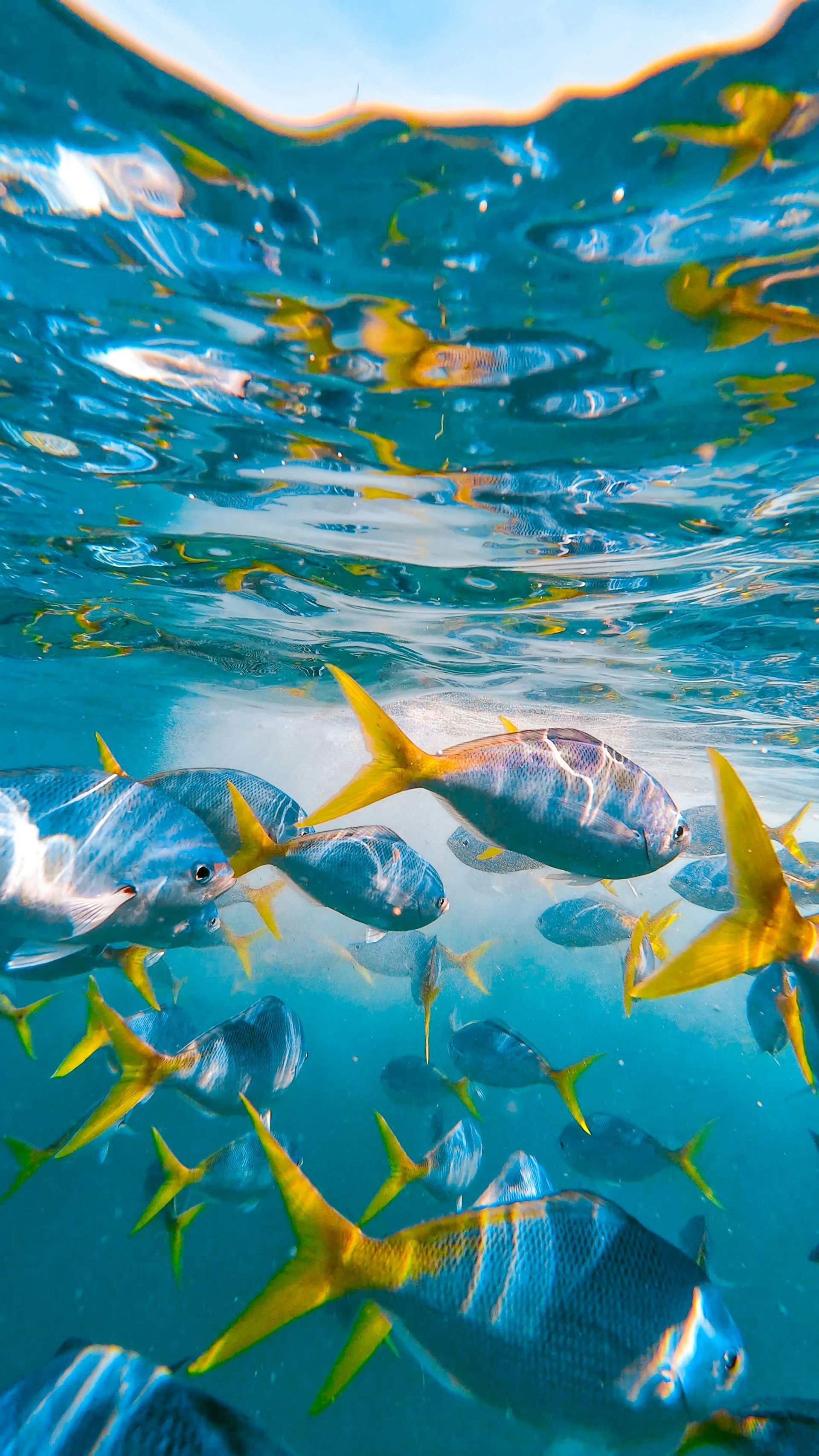 A flock of fish are swimming in the ocean.