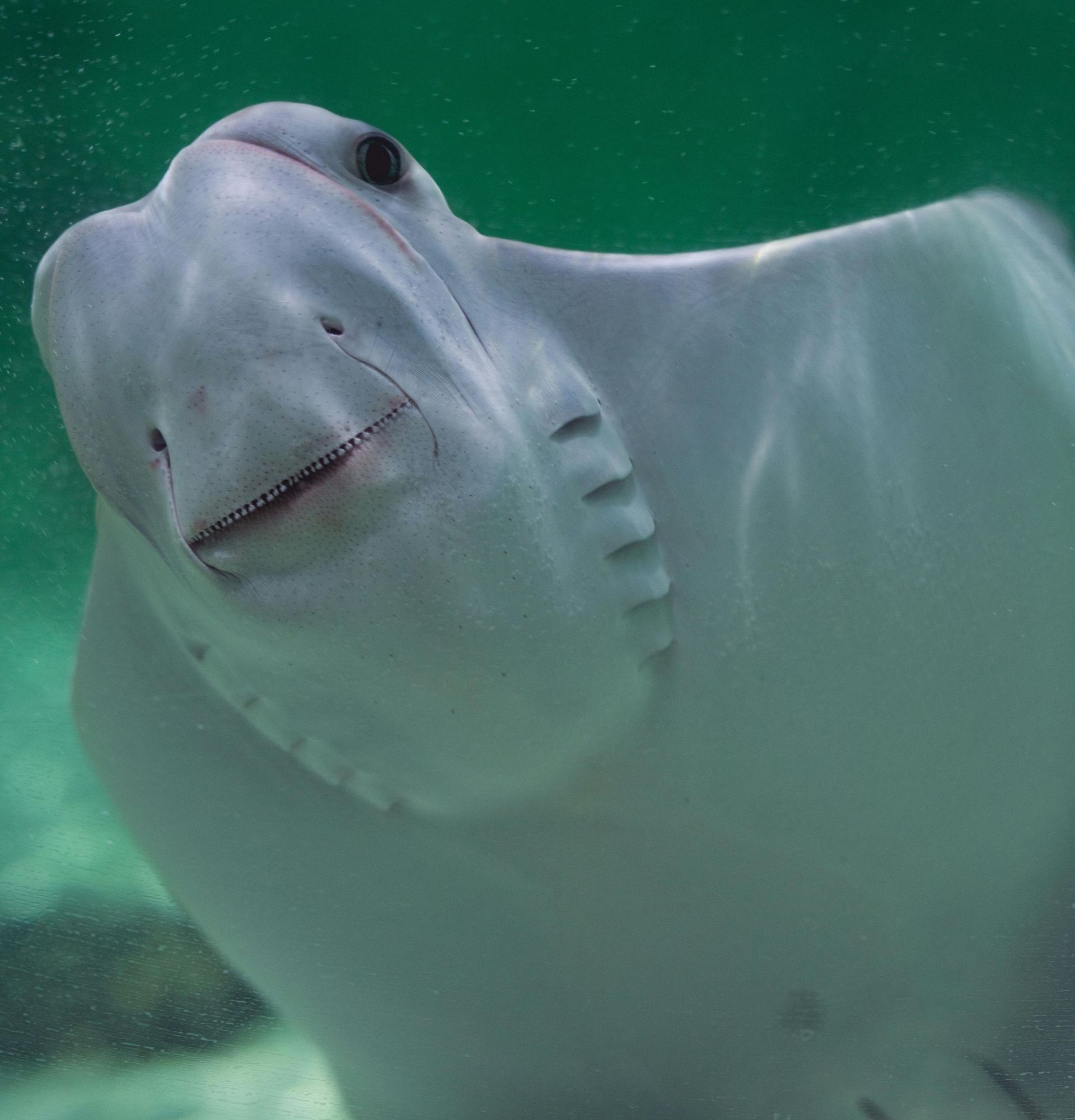 A stingray is swimming in the water and looking at the camera