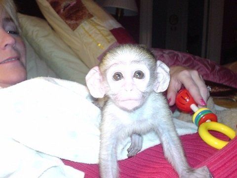Adoption Free Capuchin Monkey To Good Home Baby Capuchin