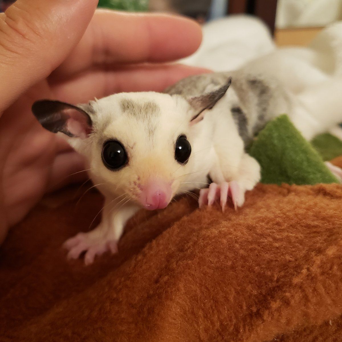 Sugar Glider for sale