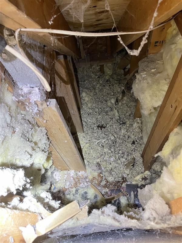 Skunk in residential backyard