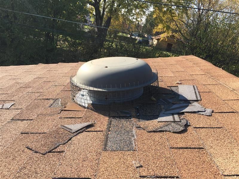 Raccoon walking on a railing in backyard