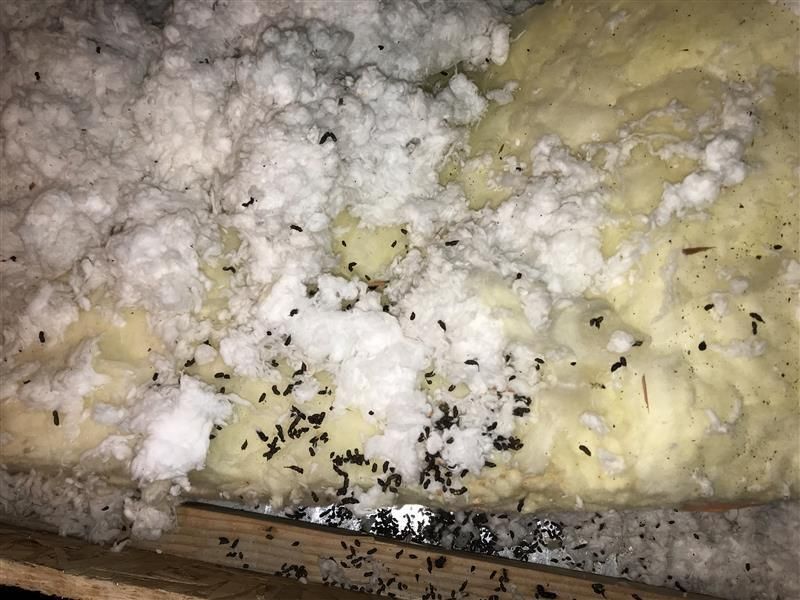 Wood pecker on a roof