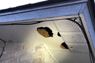 Bats hanging upside down