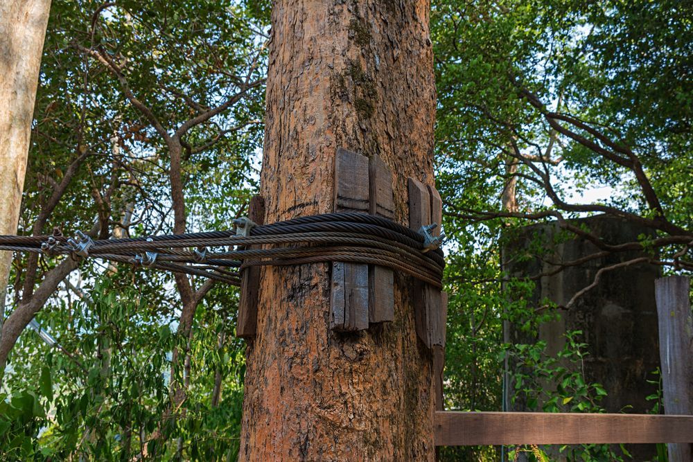 Tree trunk with metal cable and wooden blocks wrapped around it, likely for support or a structure.