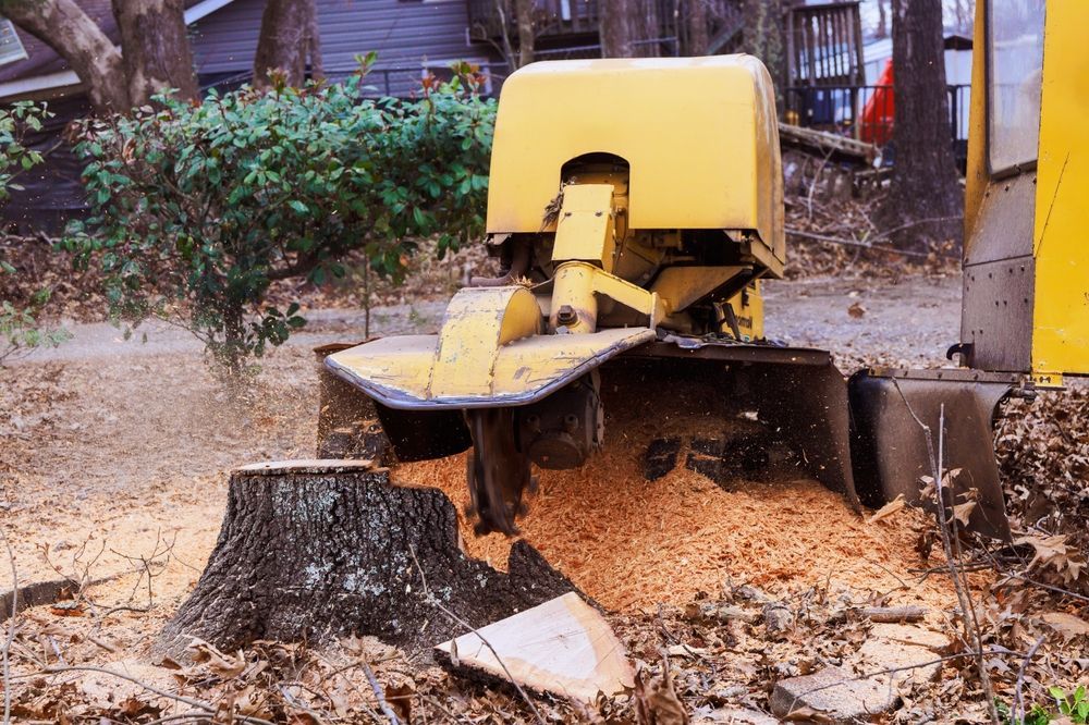 Yellow stump grinder grinding a tree stump in a yard, creating sawdust.