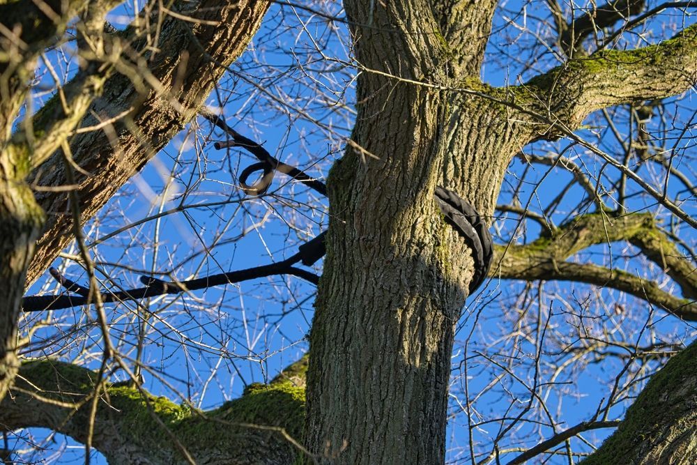 Tree trunk with dark bands, branches against a blue sky.