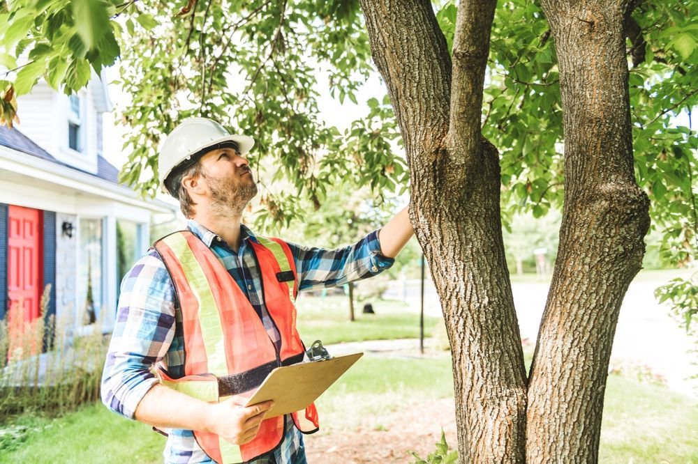 Arborist in safety vest and hard hat examining a tree, holding clipboard, near a house.