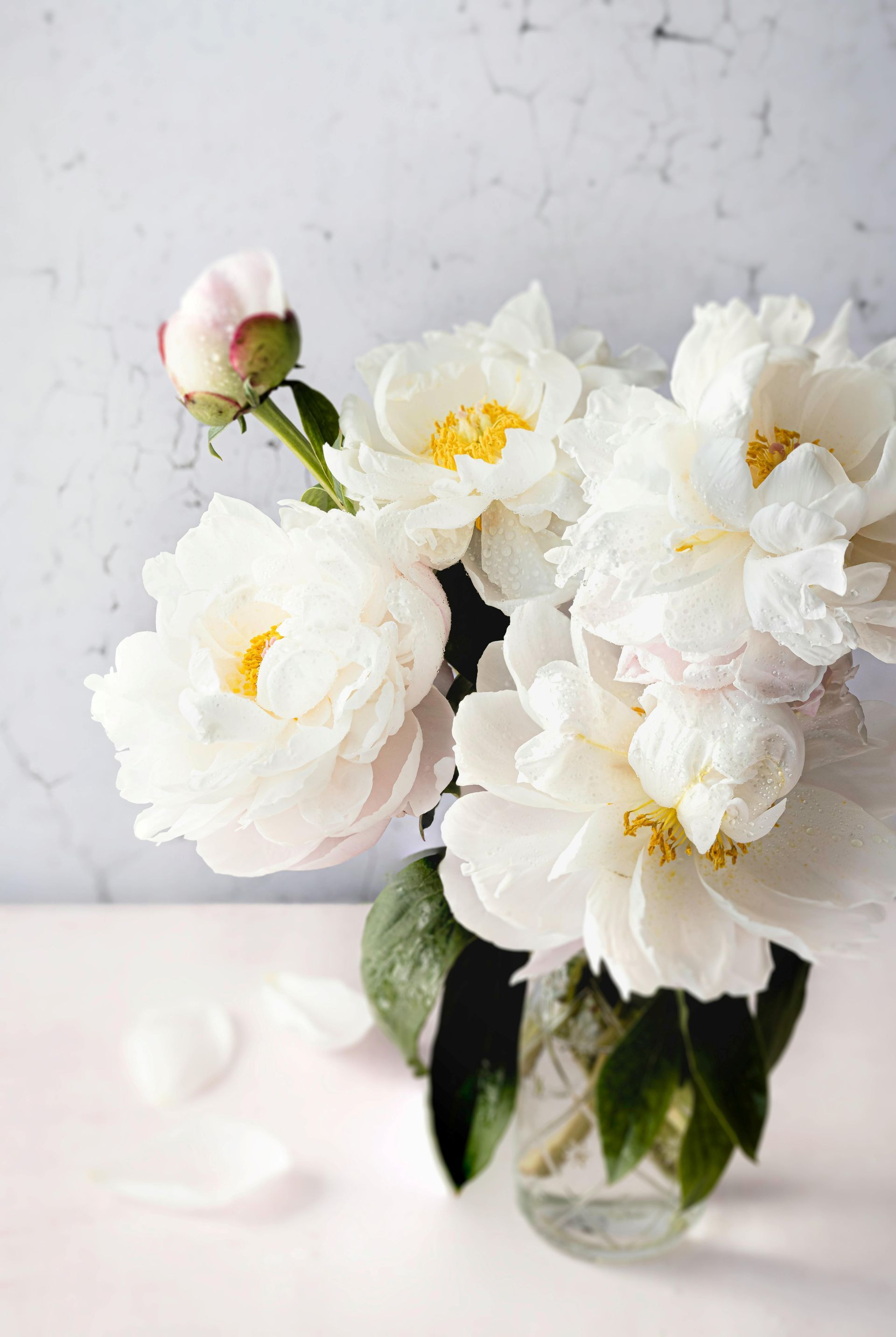White peonies in a glass vase, petals on a pink surface against a light gray wall.