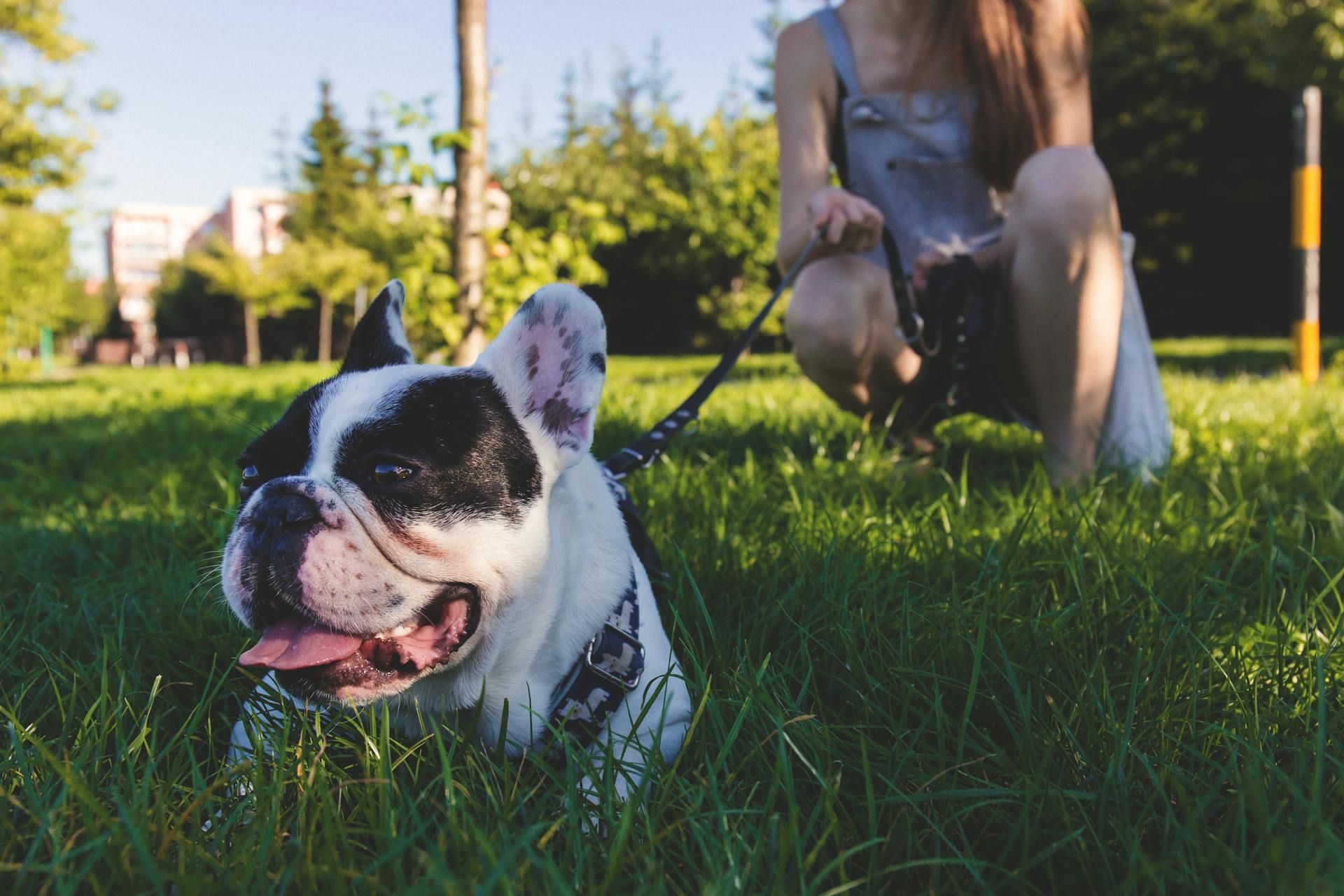 A happy black-and-white French Bulldog sits in green grass with its tongue out as a person holds its leash nearby.