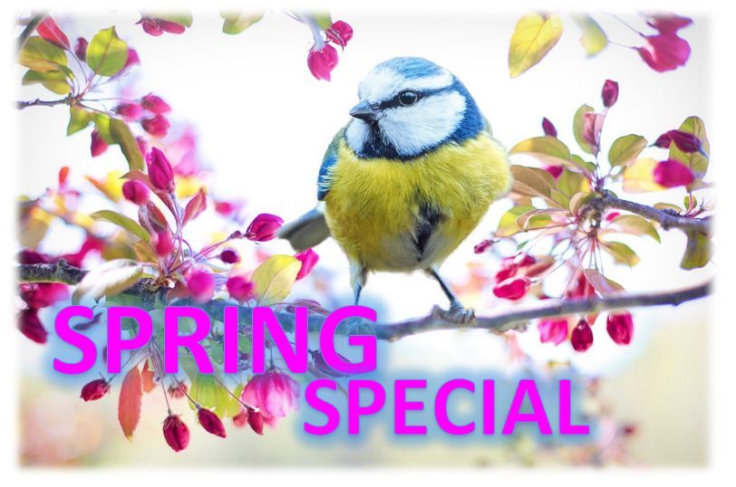 A bird is perched on a branch with the words spring special below it