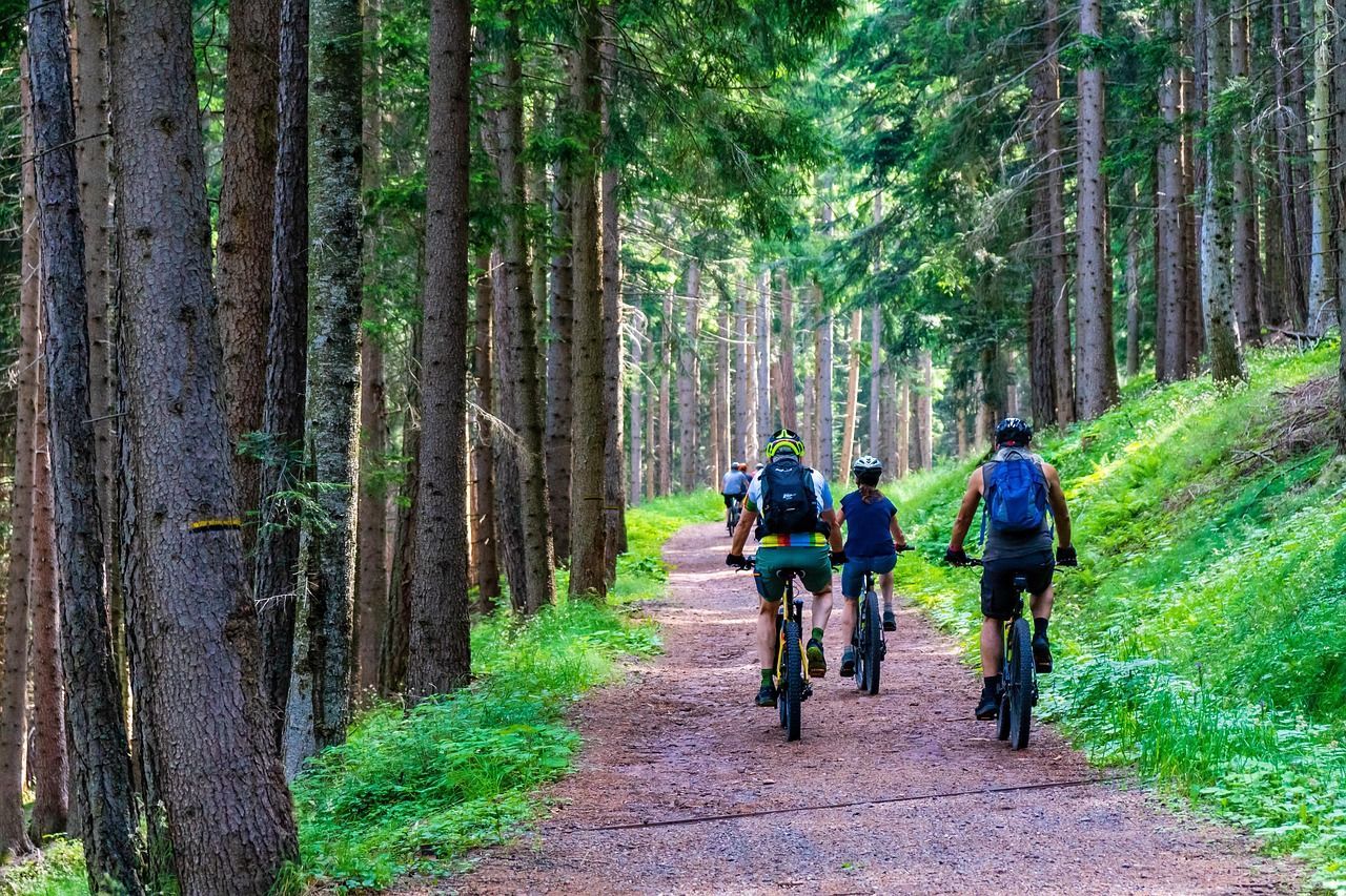 People riding bikes on a path in the forest