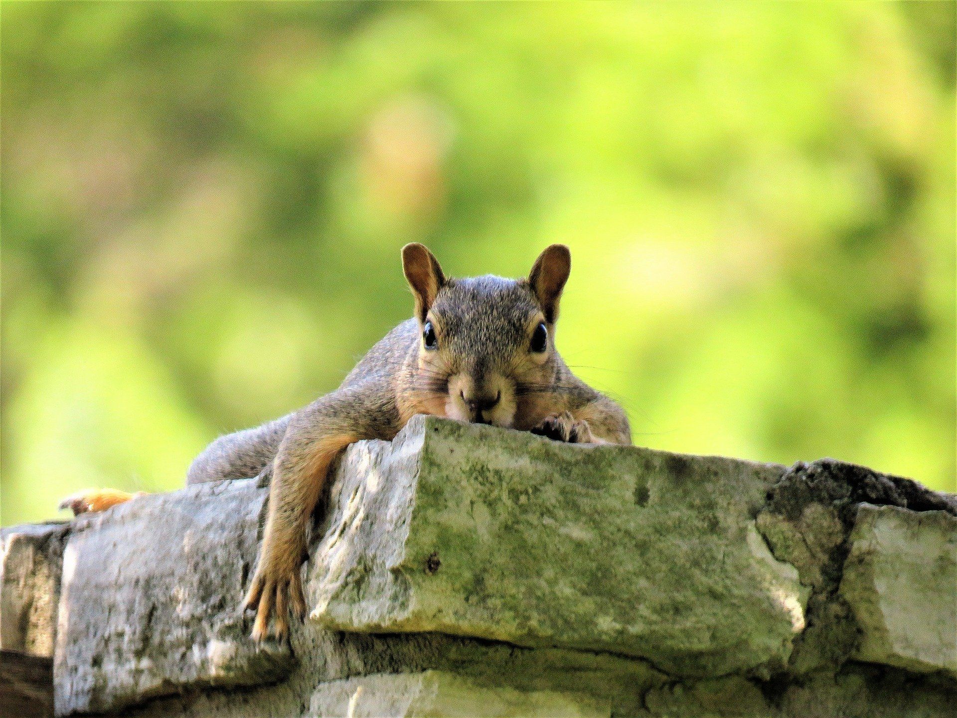 A squirrel is sitting on top of a stone wall.