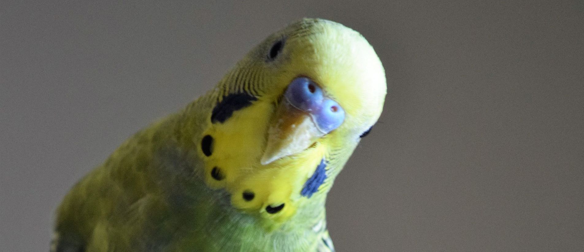  Parakeet is curious. Beautiful bird turns its neck to stare. Intelligent parakeet aware of someone