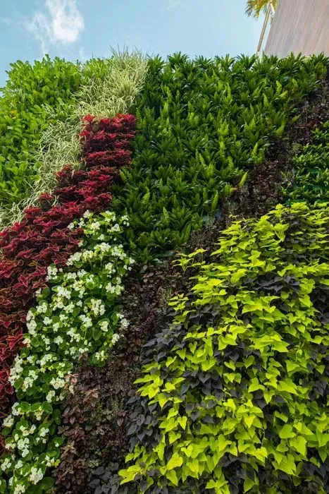 Vertical garden wall with various colorful plants. Green, red, and yellow foliage against blue sky.